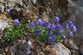 Campanula cochleariifolia