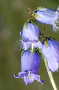 Campanula barbata