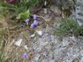 Campanula cespitosa