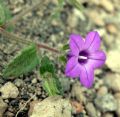 Campanula dichotoma