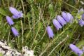 Campanula cespitosa