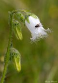 Campanula barbata