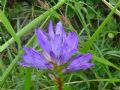 Campanula glomerata