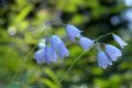 Campanula cochleariifolia