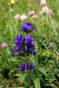 Campanula glomerata