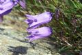 Campanula excisa