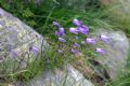 Campanula excisa