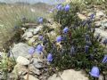 Campanula cochleariifolia