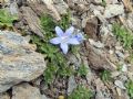 Campanula cenisia