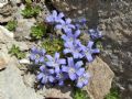 Campanula cenisia