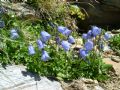 Campanula cochleariifolia