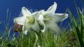 Campanula barbata