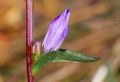 Campanula glomerata