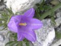 Campanula alpestris