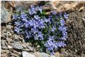 Campanula cenisia