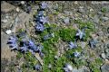 Campanula cenisia