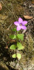 Campanula dichotoma