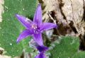 Campanula elatinoides