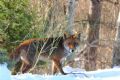 Vulpes vulpes