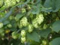 Humulus lupulus