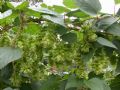 Humulus lupulus