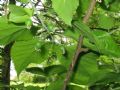 Celtis occidentalis