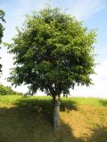 Celtis australis