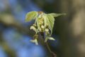 Celtis australis