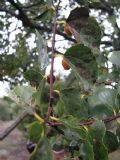 Celtis aetnensis