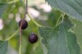 Celtis australis