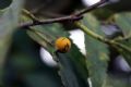 Celtis australis