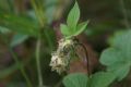 Humulus japonicus