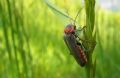 Cantharis fusca