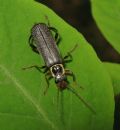 Cantharis pagana