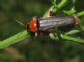 Cantharis livida