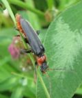 Cantharis fusca