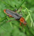 Cantharis livida