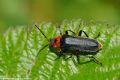 Cantharis rustica