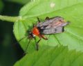 Cantharis pellucida