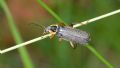 Cantharis nigricans