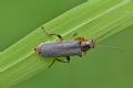 Cantharis nigricans