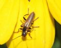 Cantharis inculta