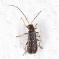 Macrocerus sinuatocollis