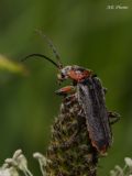 Cantharis rustica