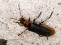 Cantharis rustica