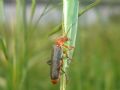 Cantharis livida