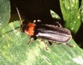 Cantharis fusca