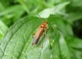 Cantharis livida