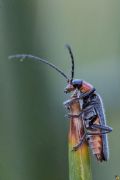 Cantharis inculta