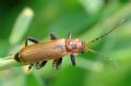 Cantharis coronata